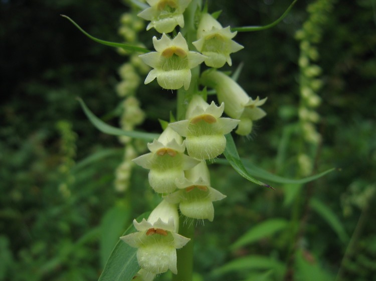Digitalis lutea
